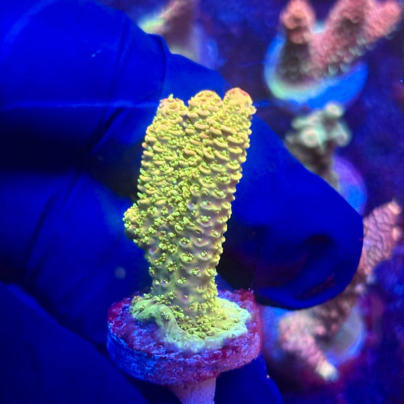 K5-F01-M12 || KFC Indo Millepora SPS Frag WYSIWYG