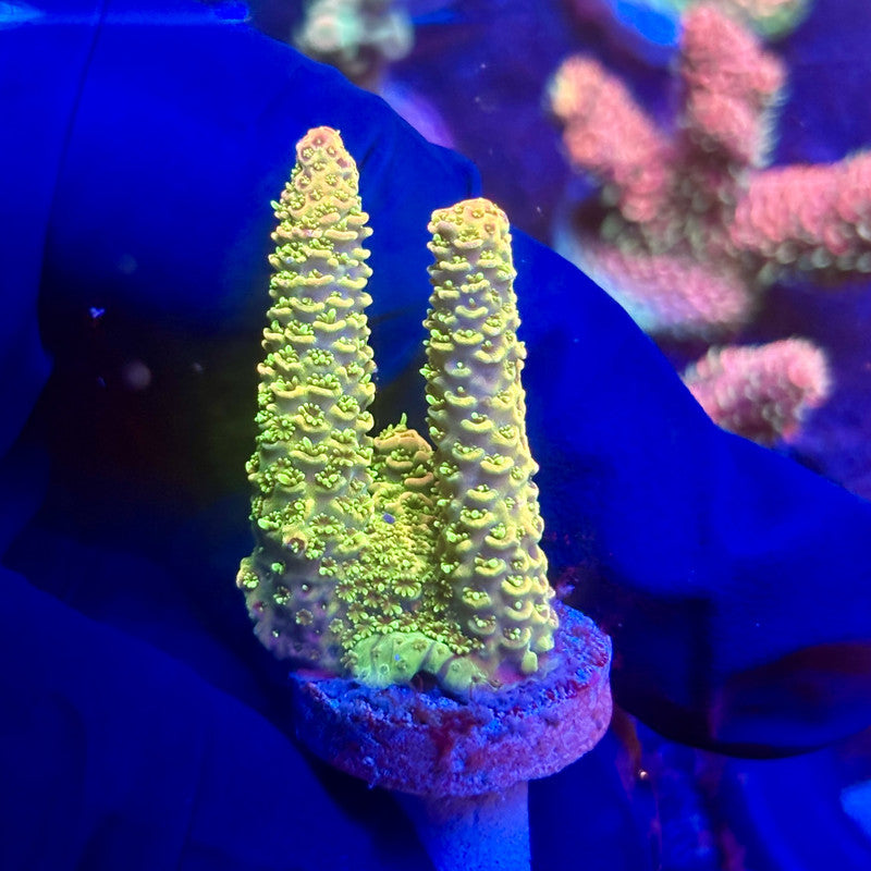 K5-F06-M12 || KFC Indo Millepora SPS Frag WYSIWYG