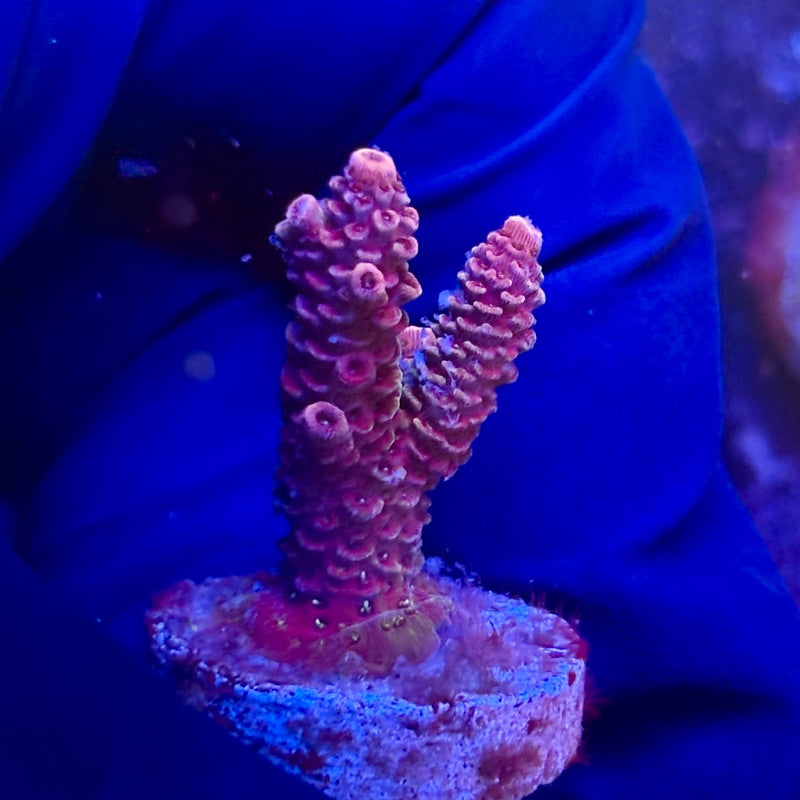 K5-G07-M12 || KFC Indo Millepora SPS Frag WYSIWYG