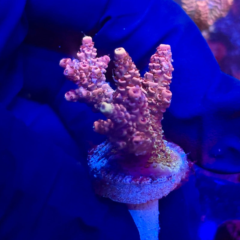 K5-H04-M12 || KFC Indo Millepora SPS Frag WYSIWYG