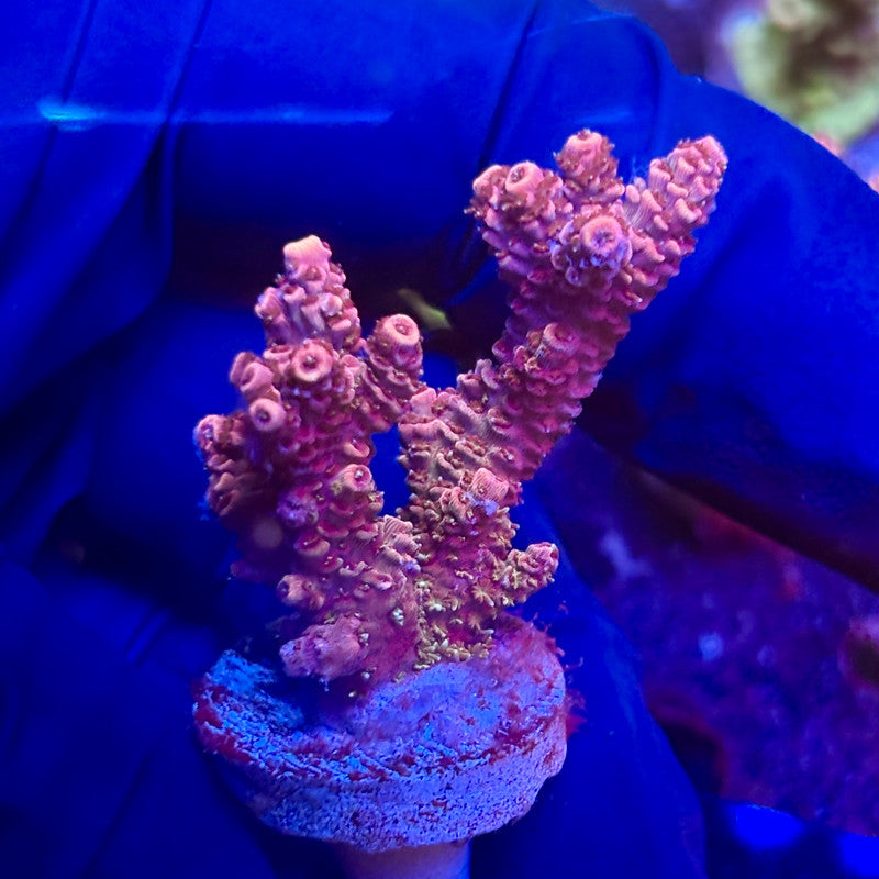 K5-H05-M12 || KFC Indo Millepora SPS Frag WYSIWYG