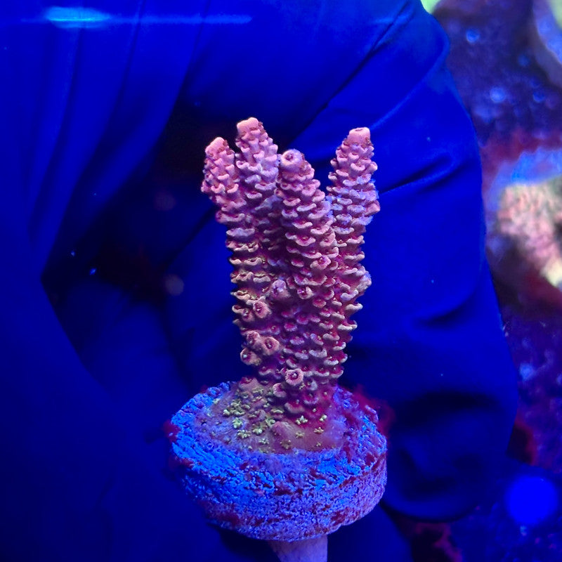 K5-H06-M12 || KFC Indo Millepora SPS Frag WYSIWYG