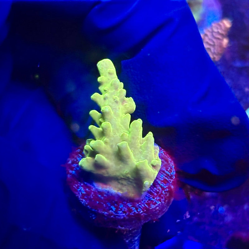 K5-I01-M12 || KFC Indo Smooth Skin SPS Frag WYSIWYG