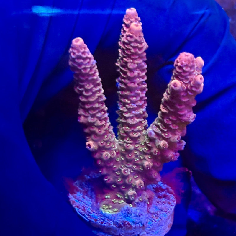 K5-I02-M12 || KFC Indo Millepora SPS Frag WYSIWYG