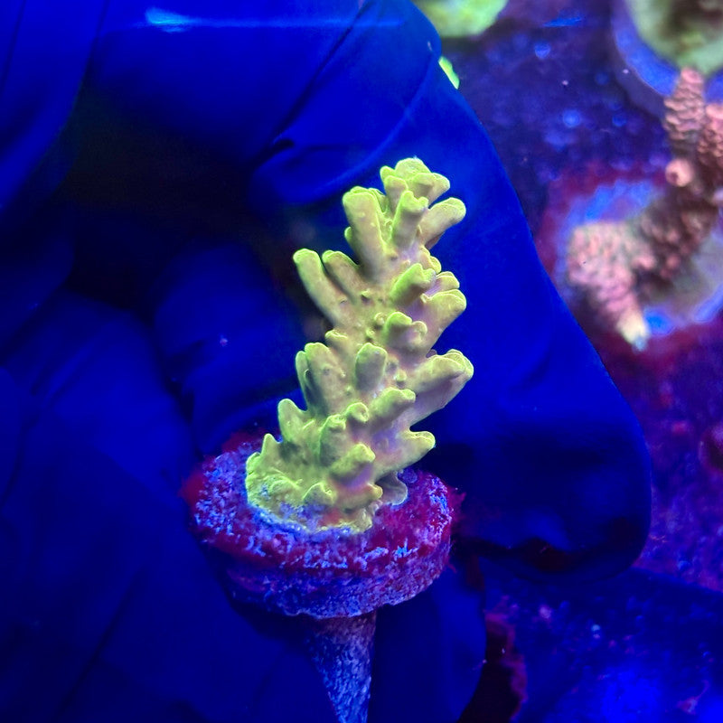 K5-I03-M12 || KFC Indo Smooth Skin SPS Frag WYSIWYG