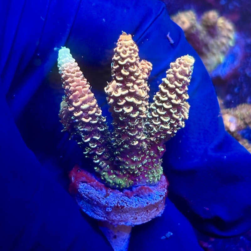 G2-C04-M12 || KFC Indo Millepora SPS Frag WYSIWYG
