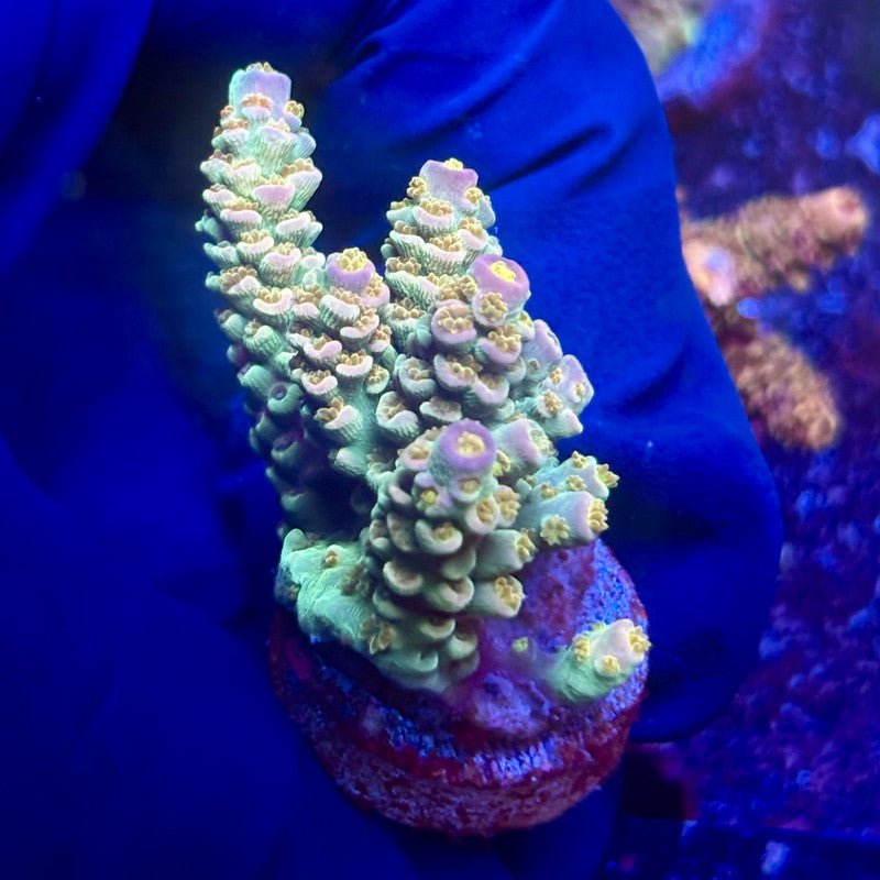 G2-C07-M12 || KFC Indo Tenuis SPS Frag WYSIWYG