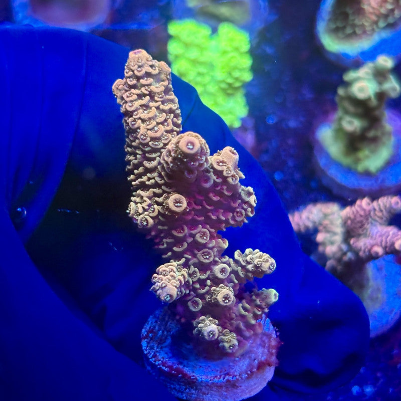 G2-E01-M12 || KFC Indo Millepora SPS Frag WYSIWYG