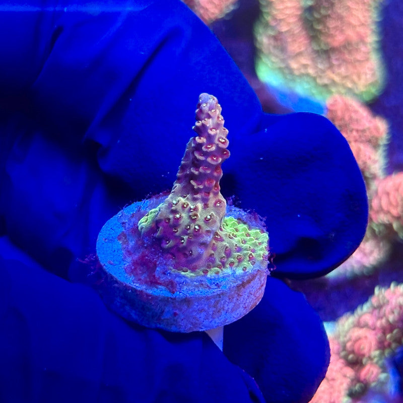 G2-F06-M12 || KFC Indo Millepora SPS Frag WYSIWYG