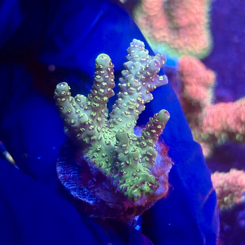 G2-G05-M12 || KFC Indo Millepora SPS Frag WYSIWYG