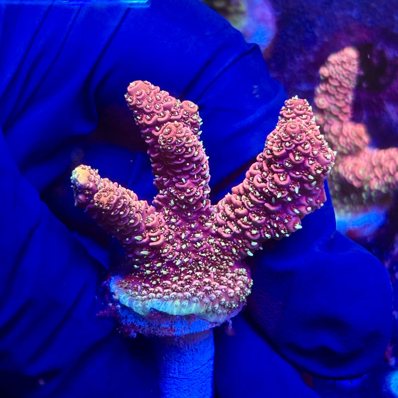 G2-I02-M12 || KFC Indo Millepora SPS Frag WYSIWYG