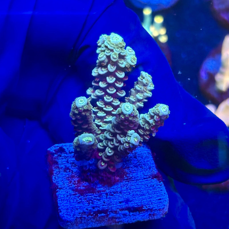 J5-A06-M12 || KFC Malaysian Millepora SPS Frag WYSIWYG