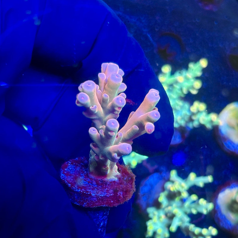 J5-D04-M12 || KFC Malaysian Lokani SPS Frag WYSIWYG