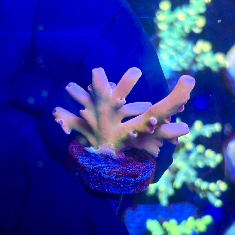 J5-D06-M12 || KFC Malaysian Lokani SPS Frag WYSIWYG