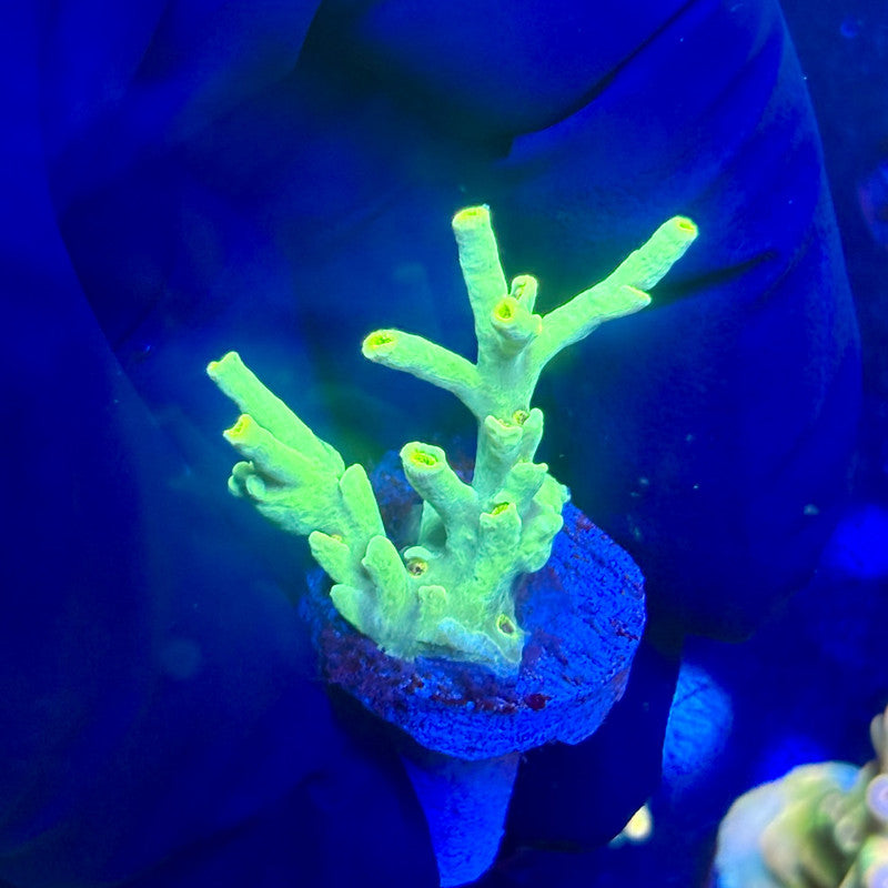 J5-E05-M12 || KFC Malaysian Speciosa SPS Frag WYSIWYG