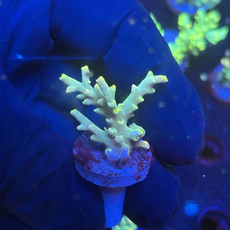 J5-F01-M12 || KFC Malaysian Speciosa SPS Frag WYSIWYG