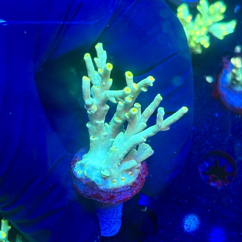 J5-F06-M12 || KFC Malaysian Speciosa SPS Frag WYSIWYG