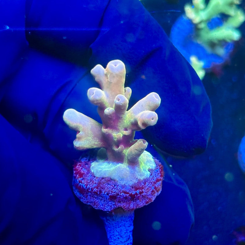 J5-G02-M12 || KFC Malaysian Lokani SPS Frag WYSIWYG