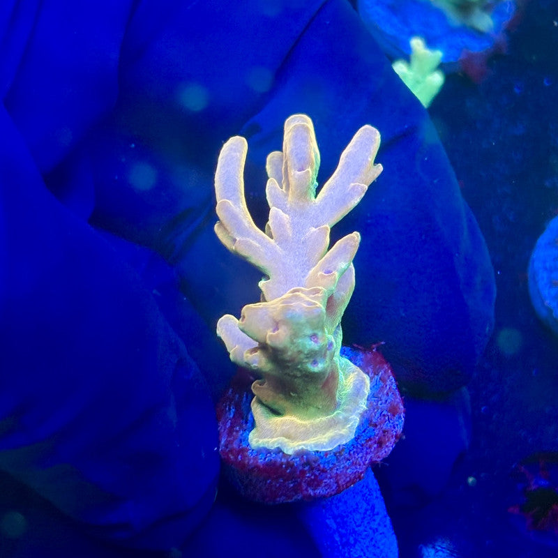 J5-H06-M12 || KFC Malaysian Lokani SPS Frag WYSIWYG