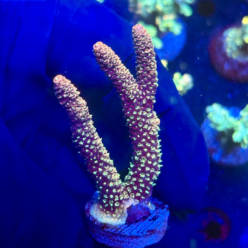 P1-A04-M12 || KFC Solomon Island Millepora SPS Frag WYSIWYG