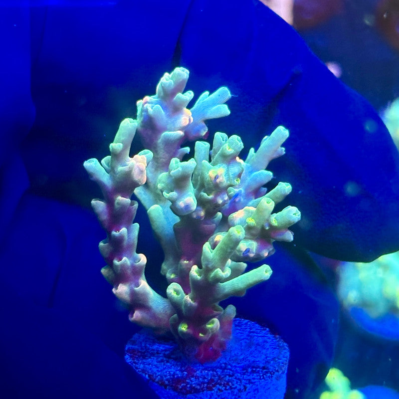 P1-C02-M12 || KFC Malaysian Speciosa SPS Frag WYSIWYG