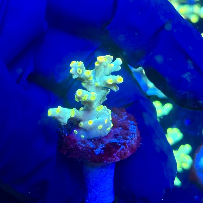 P1-F05-M12 || KFC Malaysian Speciosa SPS Frag WYSIWYG