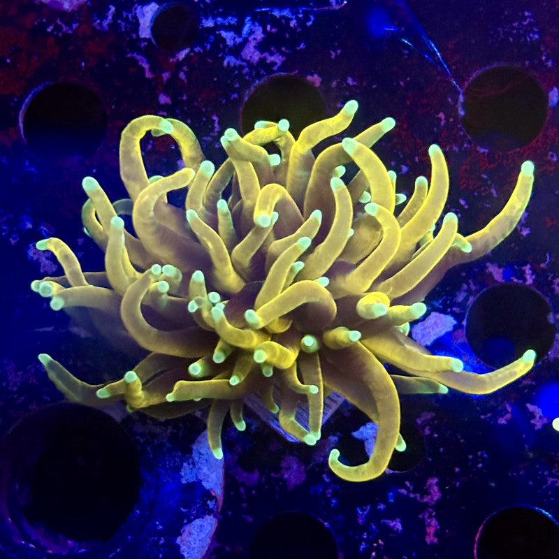 B3-02-M12 || 1 Head Hell Fire Torch WYSIWYG