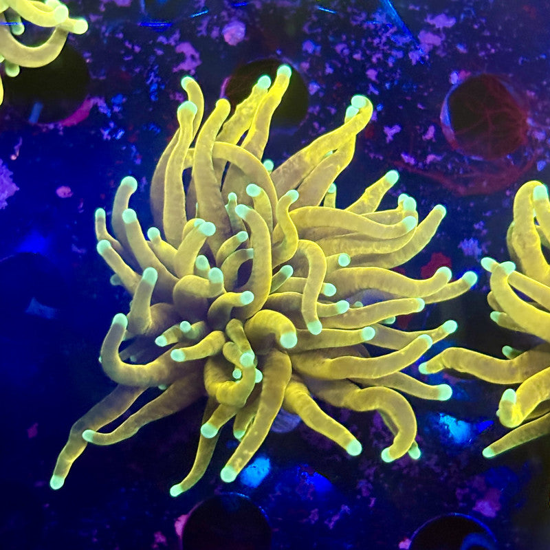 B3-06-M12 || 2 Head Hell Fire Torch WYSIWYG