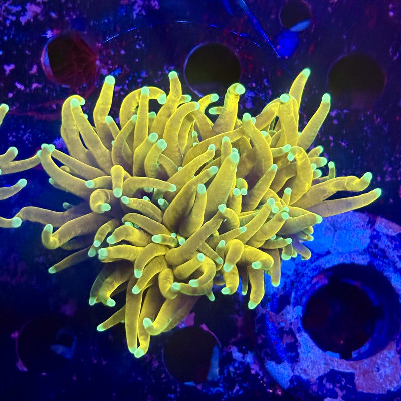 B3-09-M12 || 2 Head Hell Fire Torch WYSIWYG