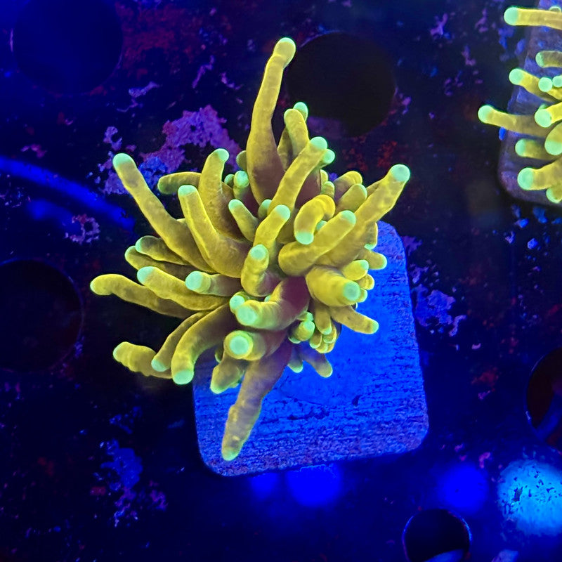 Q3-15-M12 || 1 Head Hell Fire Torch WYSIWYG