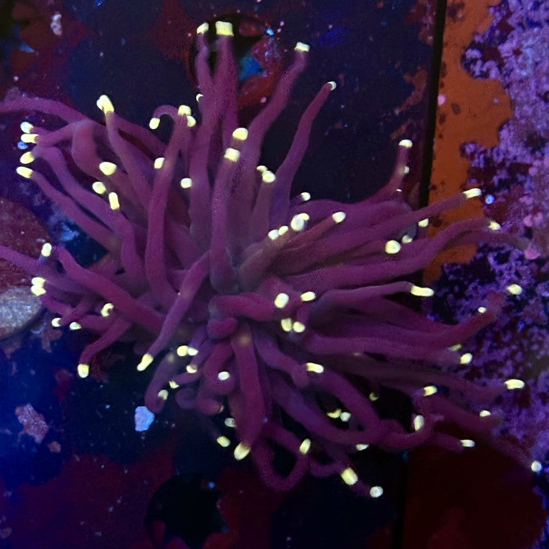 Q4-18-M12 || 1 Head Midnight Torch WYSIWYG