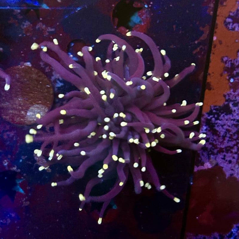 Q4-19-M12 || 1 Head Midnight Torch WYSIWYG