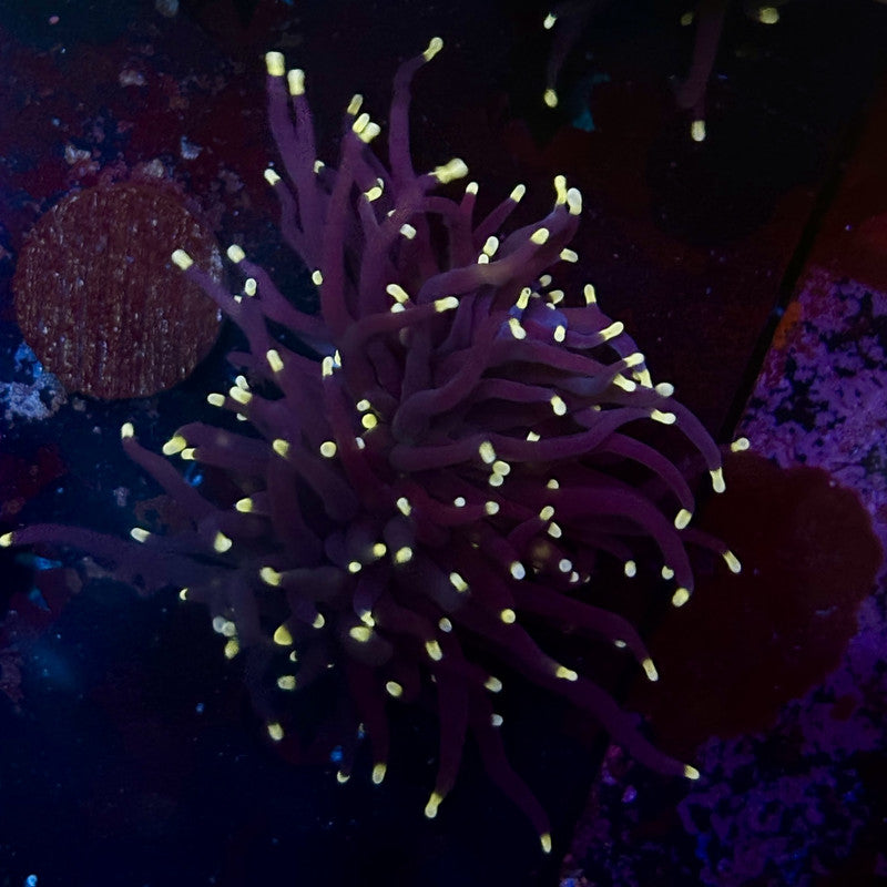 Q4-20-M12 || 2 Head Midnight Torch WYSIWYG