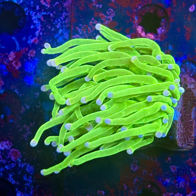 B3-14-M12 || 1 Head Malaysian Skittles Torch WYSIWYG