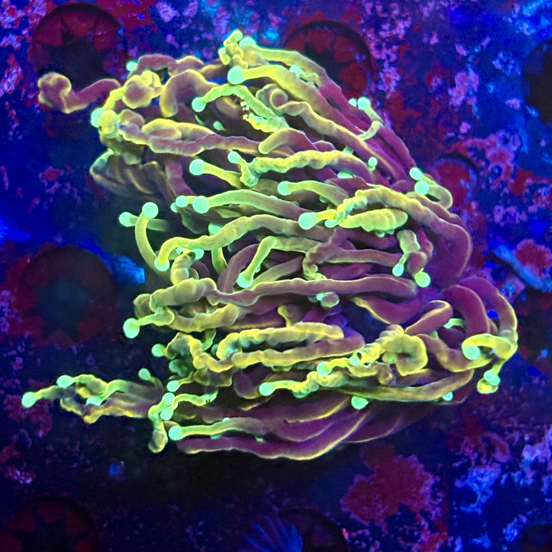 B3-18-M12 || 1 Head Dragon Fire Torch WYSIWYG