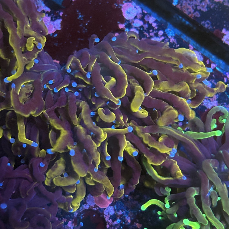 C3-16-M12 || 2 Head Gold Torch WYSIWYG