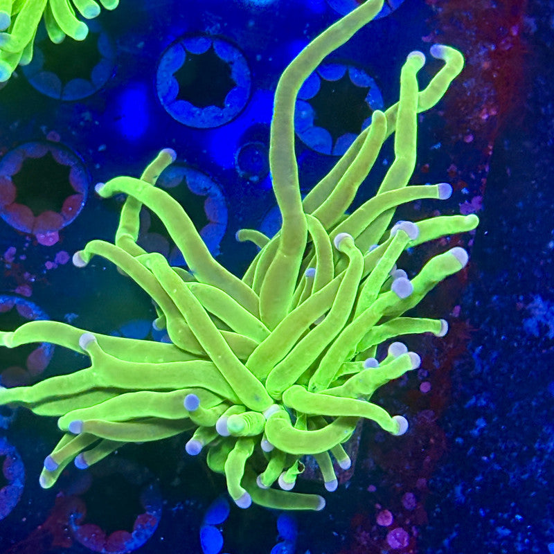 L3-05-M12 || 1 Head Malaysian Skittles Torch WYSIWYG