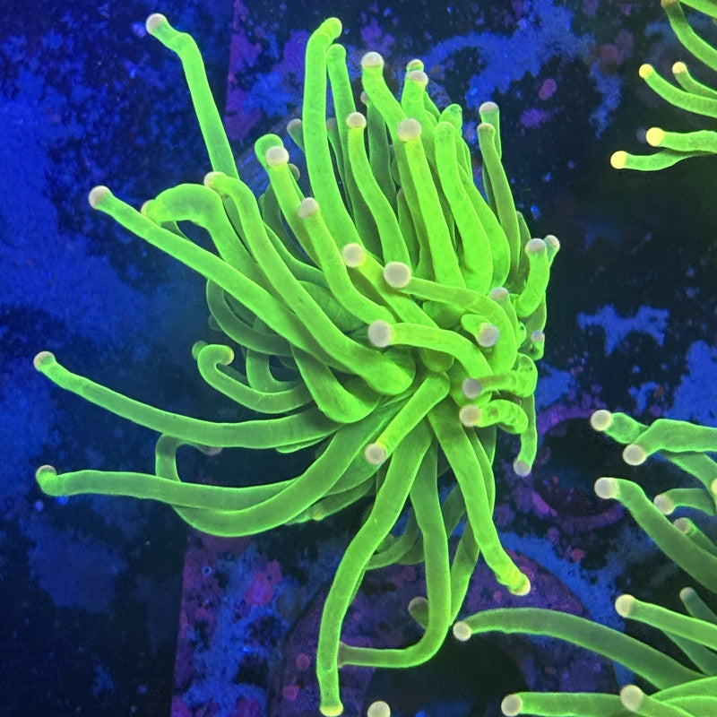 L3-17-M12 || 1 Head Malaysian Skittles Torch WYSIWYG