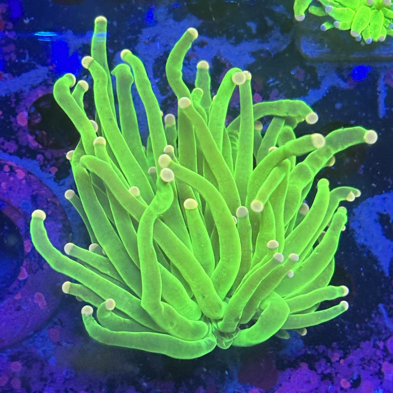 L3-19-M12 || 1 Head Malaysian Skittles Torch WYSIWYG