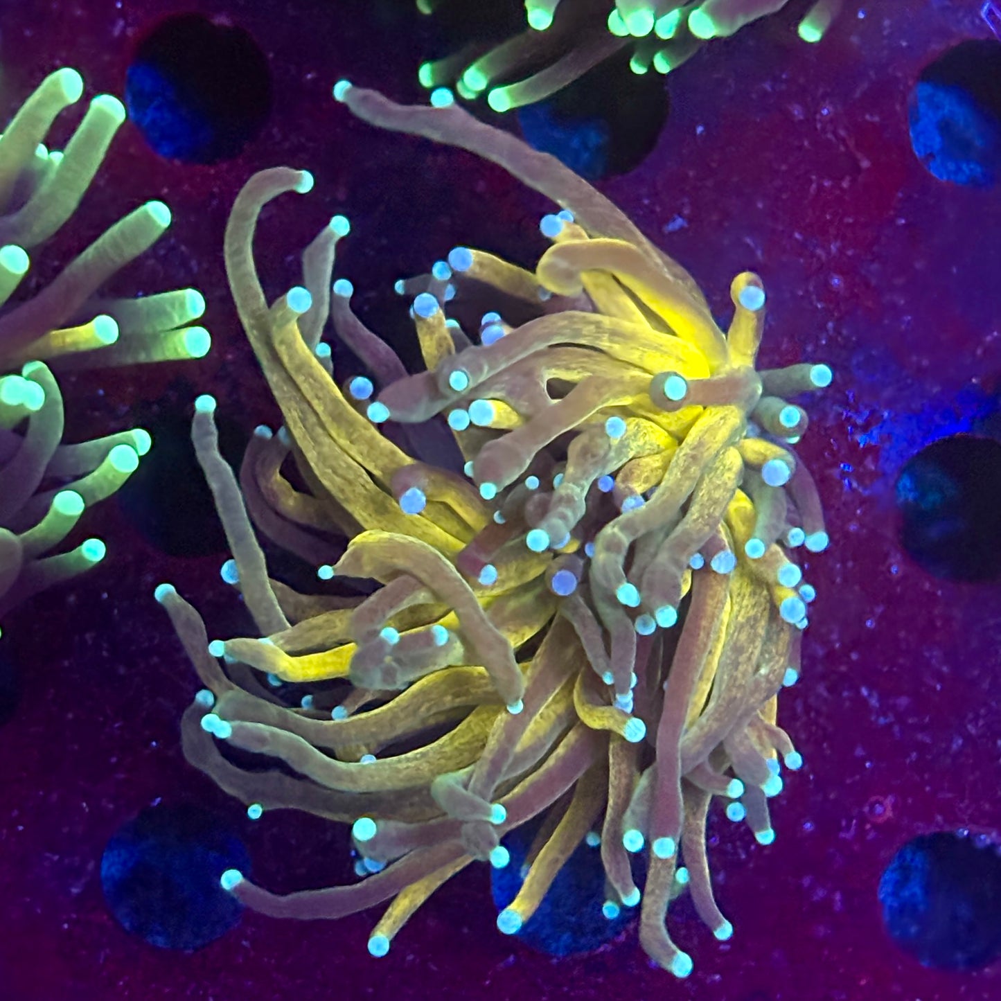 Y4-05-M11 || 2 Head Tiger Torch WYSIWYG