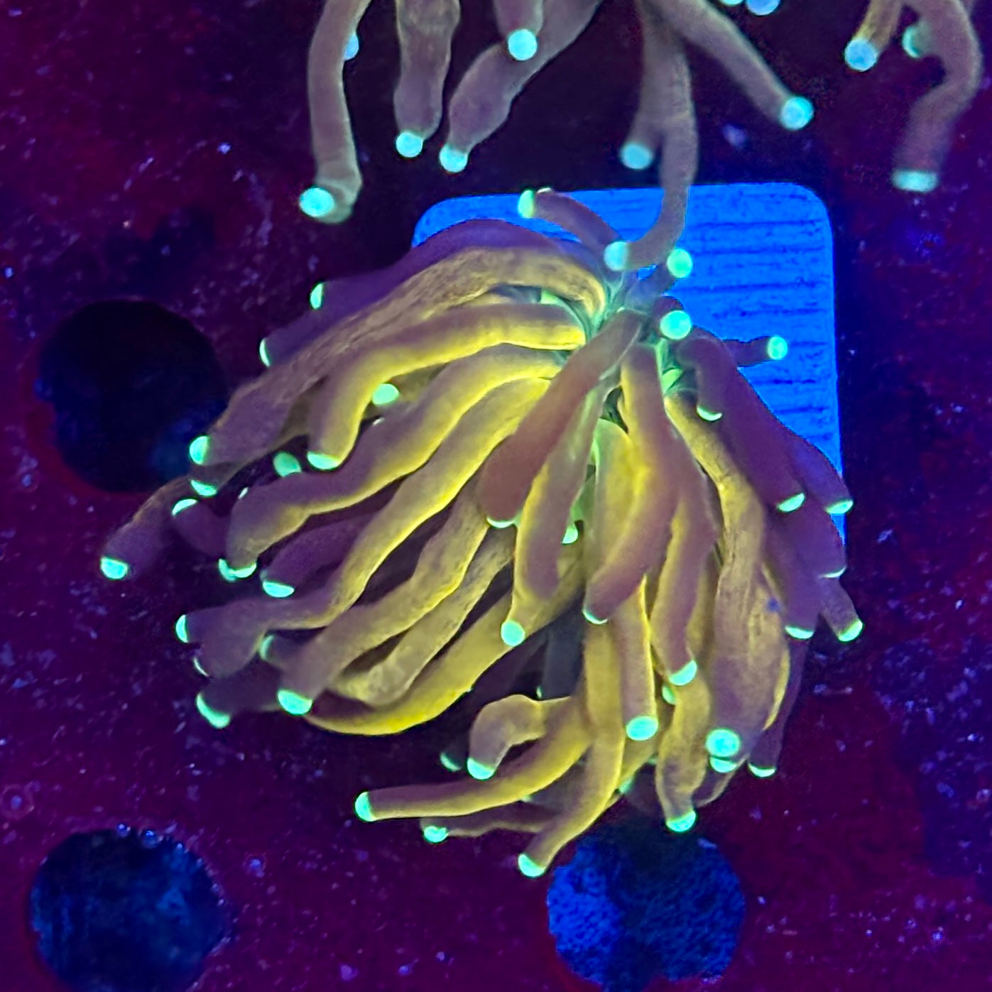 Y4-09-M11 || 1 Head Tiger Torch WYSIWYG