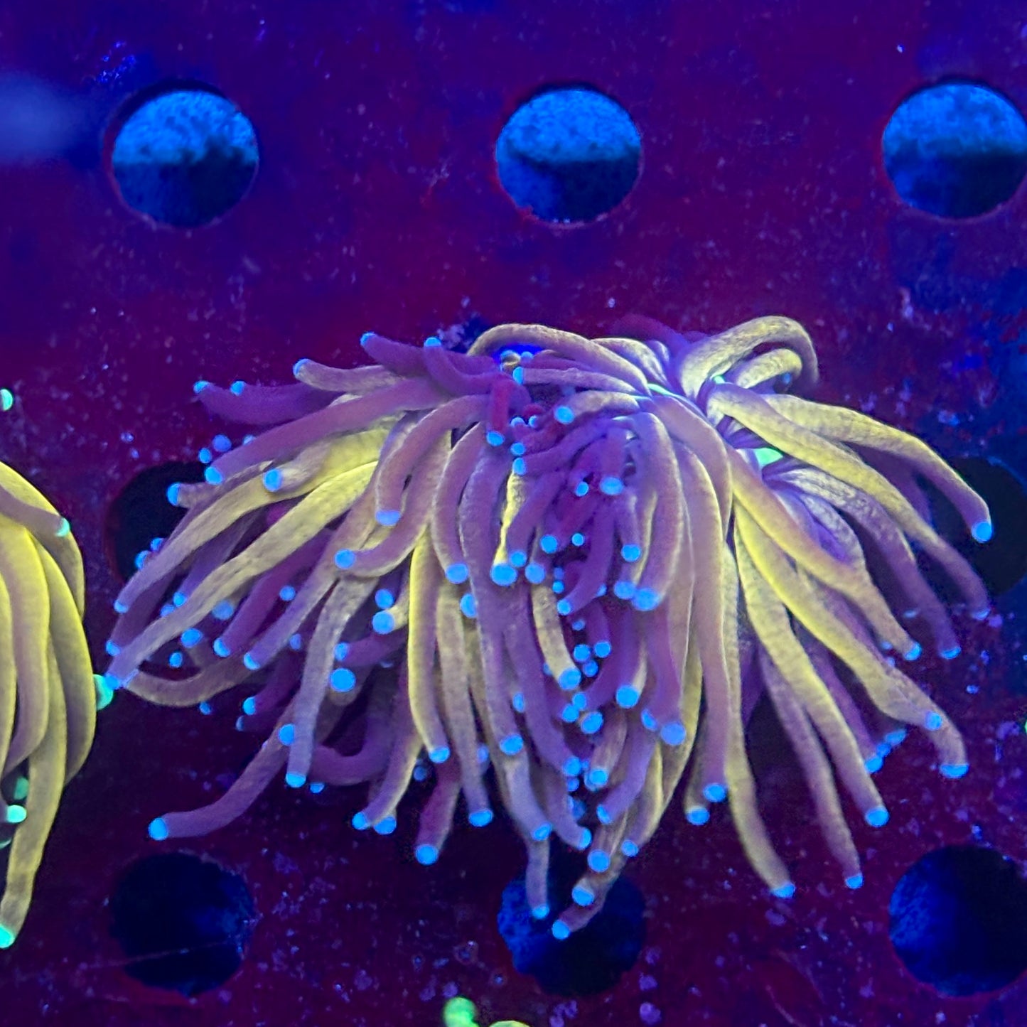 Y4-12-M11 || 2 Head Tiger Torch WYSIWYG