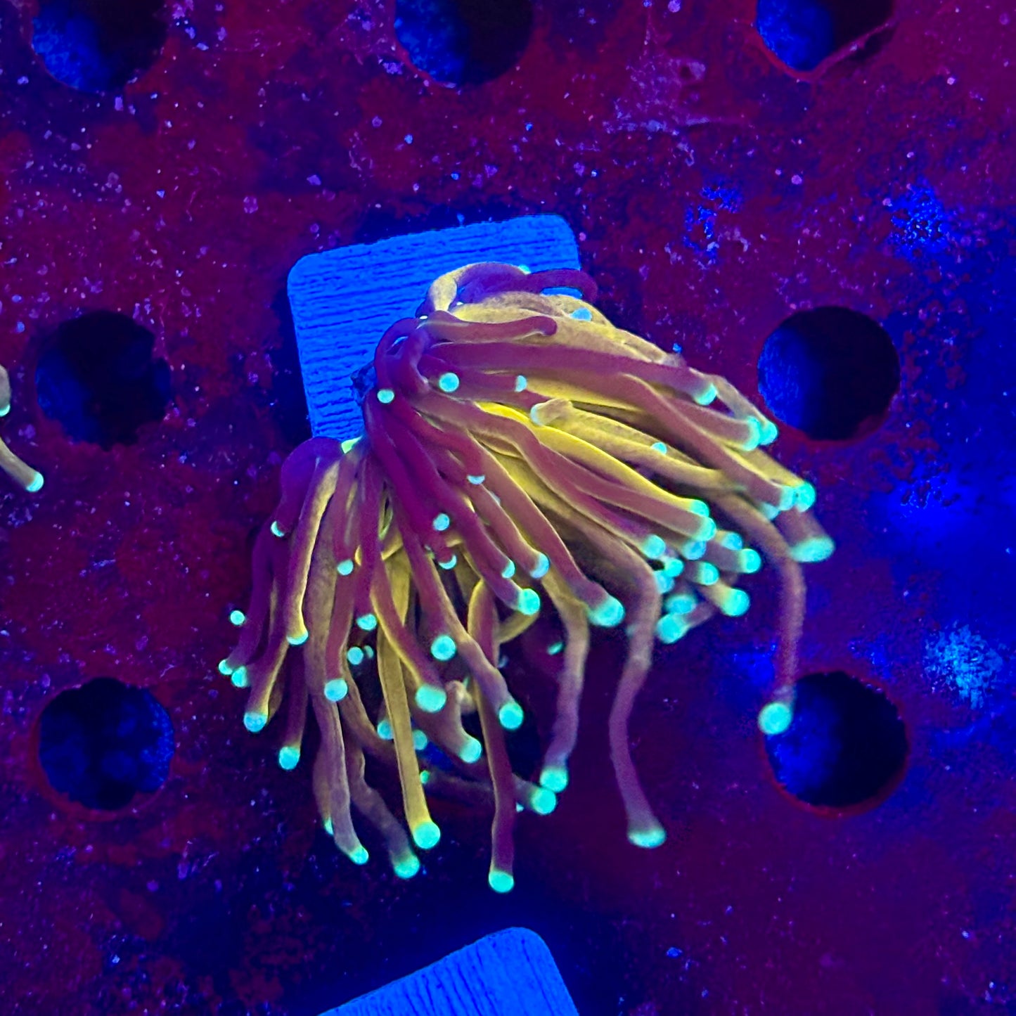 Y4-14-M11 || 1 Head Tiger Torch WYSIWYG