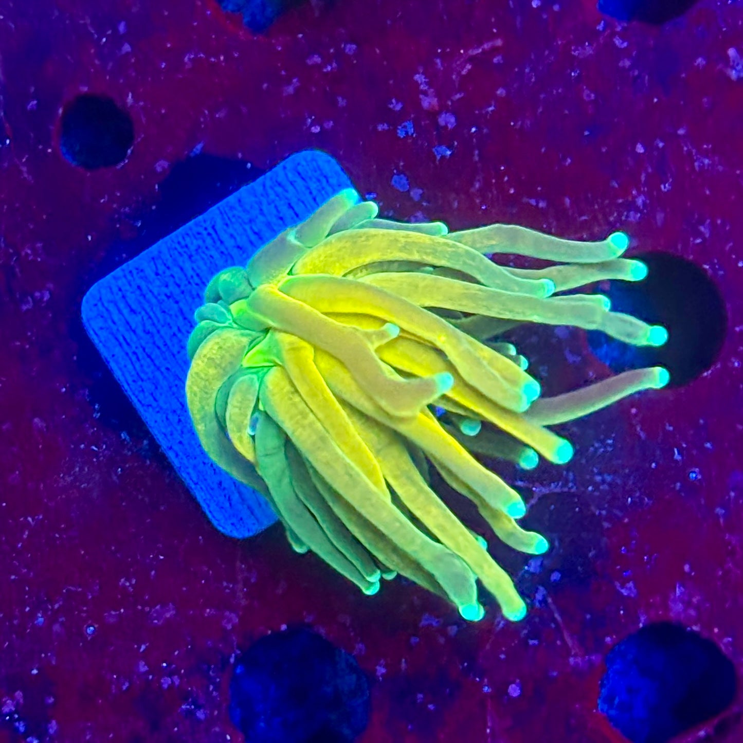 Y4-15-M11 || 1 Head Tiger Torch WYSIWYG