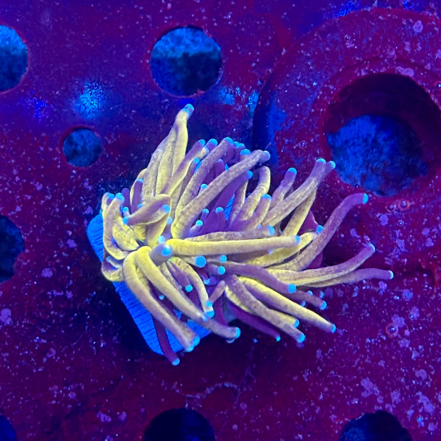 Y4-20-M11 || 1 Head Tiger Torch WYSIWYG