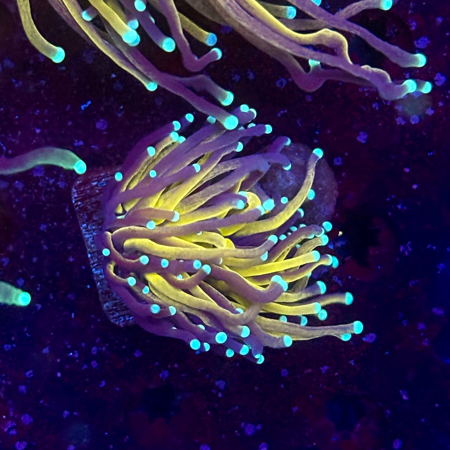 C2-13-M11 || 1 Head Tiger Torch WYSIWYG