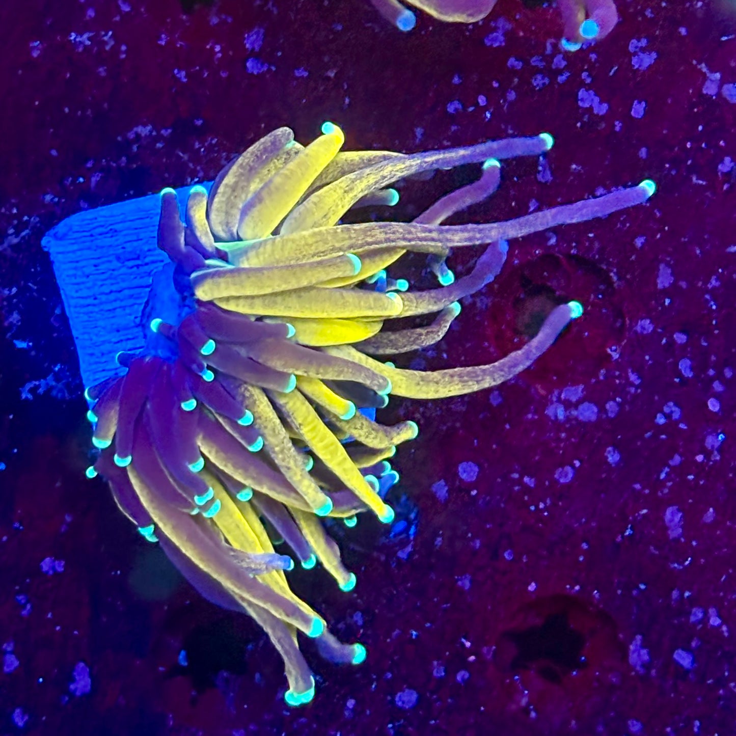 C2-18-M11 || 1 Head Tiger Torch WYSIWYG