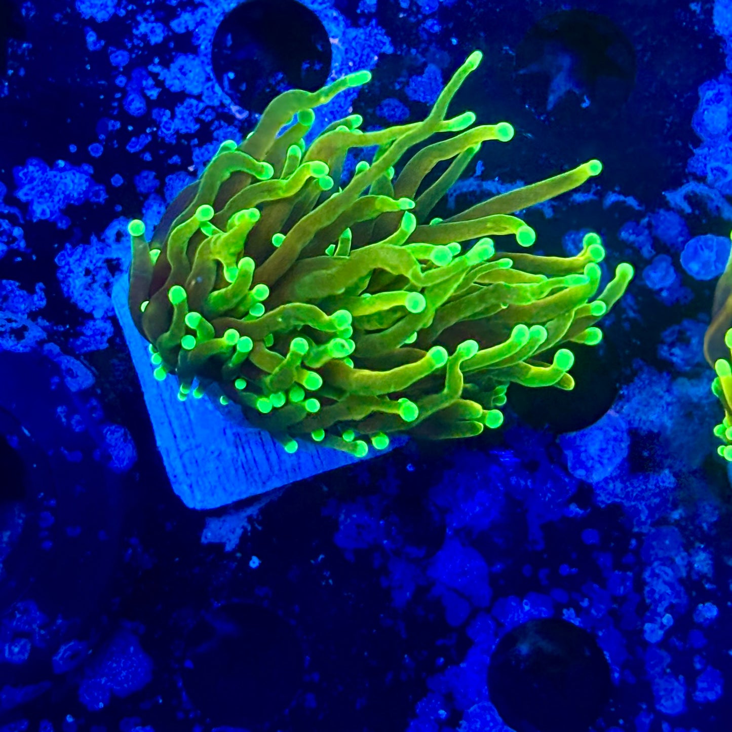 M1-01-M11 || 2 Head Dragon Soul Torch WYSIWYG