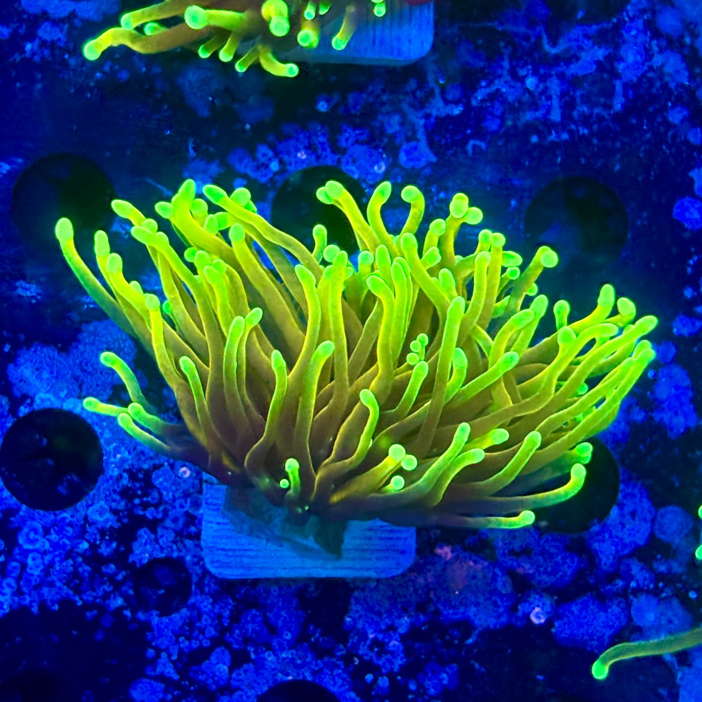 M1-02-M11 || 1 Head Dragon Soul Torch WYSIWYG