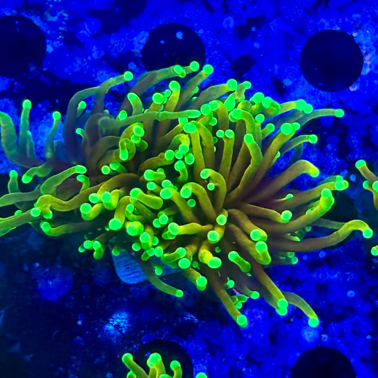 M1-08-M11 || 2 Head Dragon Soul Torch WYSIWYG